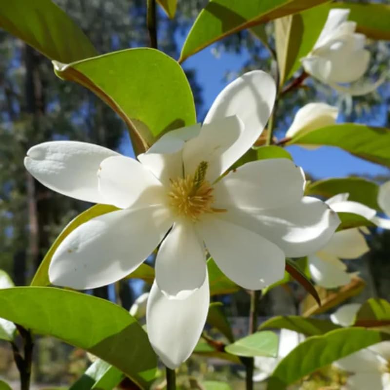 White Magnolia Tree in Gallon Pot, Live Flowering Magnolia Tree, Hardy Ornamental Shade Trees with Fragrant Blooms