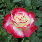 Rose Bush Live Plant, Hybrid Tea Rose Plant Live, 5-9 Inch Tall, Fragrant Flowers Tree, Well-Rooted 1 Year Old, No Pot (Delight Rose)