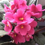 Pink African Violet Live Plant, 4 Inch Pot African Violets Live Plant, Live Afican Violets Plants, Flowering African Violets Live Plants Indoor Garden, Perennial Live African Violet Plants