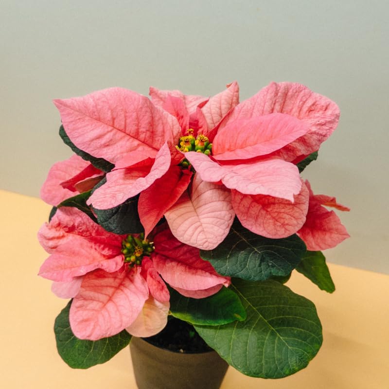 Light Pink Poinsettia Plant Live 4-8 Inches, Vibrant Poinsettia Flowers for Holiday, Live Indoor Houseplant, No Pot