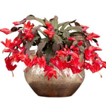 True Thanksgiving Cactus Plant Live in 4" Pot, Ready to Bloom, Holiday Christmas Cactus Plants Live, Red Blooms