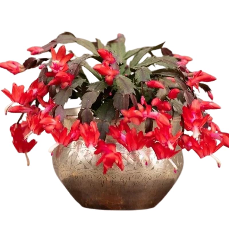 True Thanksgiving Cactus Plant Live in 4" Pot, Ready to Bloom, Holiday Christmas Cactus Plants Live, Red Blooms