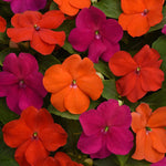 Impatiens Plants Live, 1 Random Color Plant, 3 to 5 Inc Impatiens Flower Plants, Perennial Impatien for Planting Outdoors