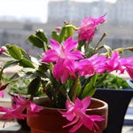Christmas Cactus Plant Live, Starter Holiday Thanksgiving Cactus Plant for Indoor Outdoor Houseplants, Fasle Easter Cactus Plants Like, Cold Hardy, 5-9" in Tall (Pink)