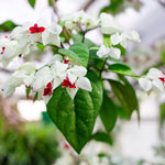 Bleeding Heart Live Plant, 6-8 Inch Clerodendrum Live Plant, Clerodendrum Bleeding Heart Vine - Perennial Flower, Well Rooted Starter Plant