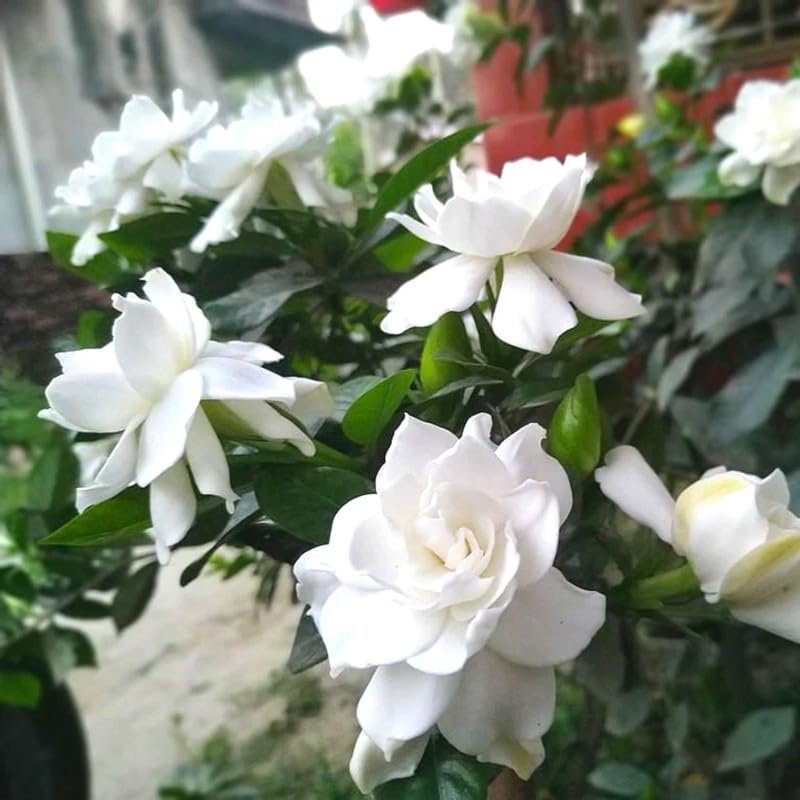2 Gardenia Plants Live, Jasmine Plants Live Indoor, 3 to 5 Inc Tall, Frost Proof Gardenia Live Plant, Flowering Jasmine Plant