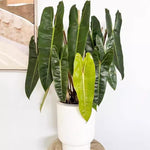 Billietiae Philodendron Plant Live, Rare Tropical Variegated Live Indoor Houseplant, Starter Plants No Pot, 5-9" in Tall
