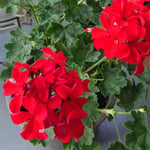 Red Geranium Live Plant 4'' Pot, Flowering Geranium Well Rooted 3-6'' Tall, Outdoor Patio, Balcony or Container Garden Plants, 2 Plants per Pot