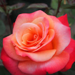 Rose Plant Live, Rose Bush Live Plant, Fragrant Flowers Ready to Plant, 5-9 Inch Height, Well-Rooted, No Pot (Coral Rose)