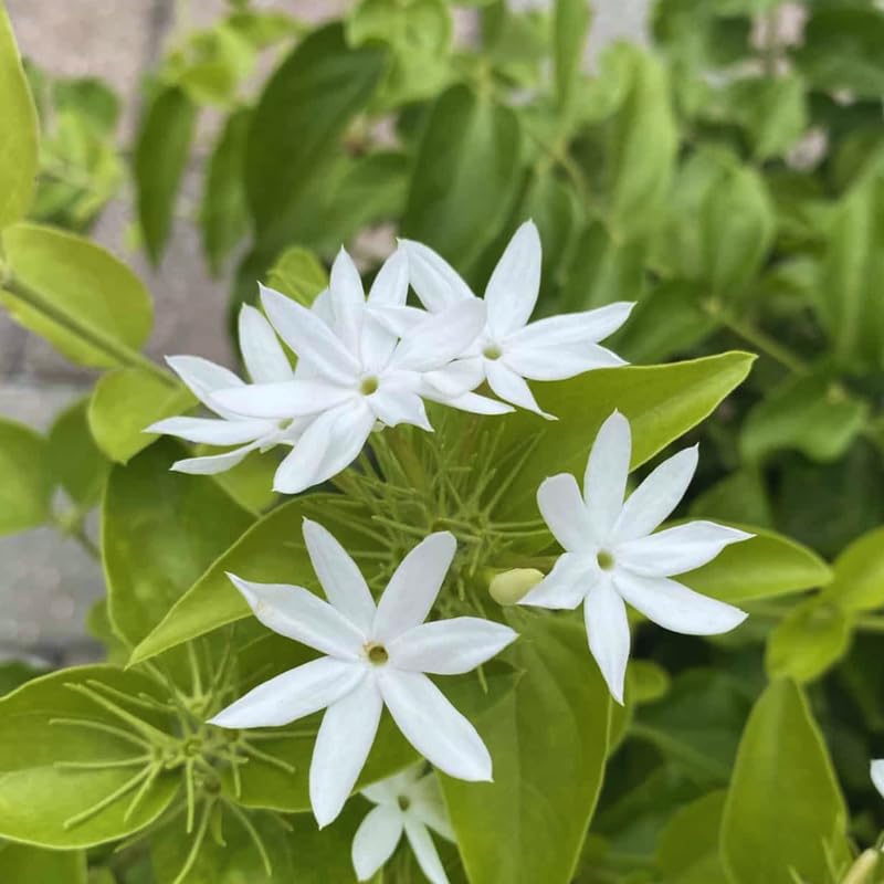Set of 3 Jasmine Plant Indoor Live, from 5 to 7 Inches Tall, Jasmine Flower Plant Inside Outside
