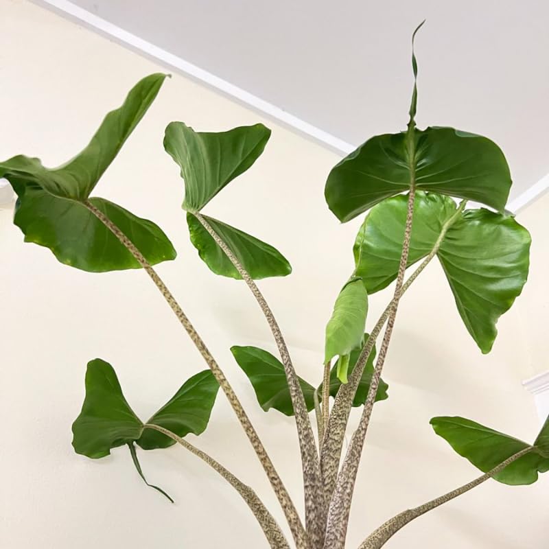 Alocasia Live Plant, Rare Elephan Ear Indoor Plant, Tropical Houseplant for Home and Garden Decor 4-9 Inches - Green