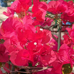 Sets 3 Climbing Bougainvillea Plants Live for Full Sun Trellis Tree, Shrub or Vine Bougainvillea Vibrant Bloom, Very Hardy, 5-9" Tall, Vibrant Red