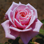 2 Pink Rose Climbing Live Starter Plants, Fragrant Pink Climbing Rose for Planting Outdoor, No Pot, 1 Year Old Rose Plant, Well-Rooted Rose Plants Live Ready to Plant