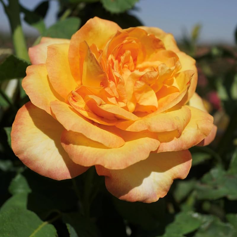 Rose Live Plant for Planting, Fragrant Hybrid Rose Bush, 5-10” Tall, Ready to Grow Flowering Shrub for Outdoor Garden, No Pot (Gold Rose)