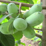 2 Pots Pawpaw Trees Live Plants, 6-12" Tall, Quart Pots, Hardy Paw Paw Fruit Trees for Outdoor Planting