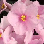 Light Pink African Violet Live Plant, 4 Inch Pot African Violets Live Plant, Live Afican Violets Plants, Flowering African Violets Live Plants Indoor Garden, Perennial Live African Violet Plants