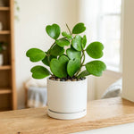 Kerrii Hoya Plant Live, Hoya Heart Plant Live, 3-5 Inc Tall, Easy Care Houseplant for Home and Office Decoration