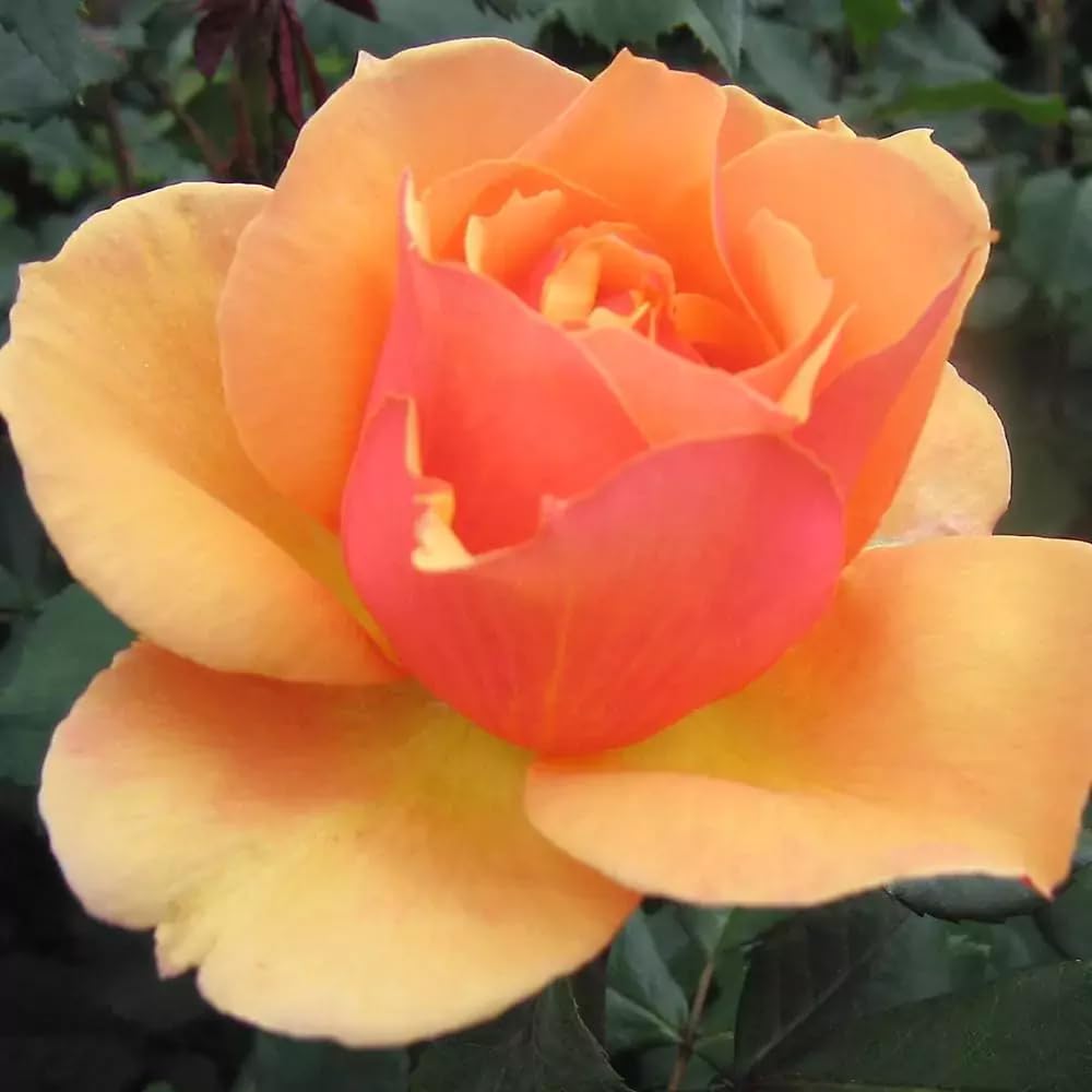 Rose Plant Live, Rose Bush Live Plant, Fragrant Flowers Ready to Plant, 5-9 Inch Height, Well-Rooted, No Pot (Orange Rose)