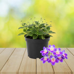 Streptocarpus Live Plant in 3.25" Pot, 5-8" False African Violet Ladyslipper Primose Plant for Spring Planting, Indoor Outdoor Home Décor (Blue White)