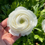 Pack of 30 Ranunculus Flowers Bulbs for Spring Planting, Ranunculus Bulbs for Planting, Spring Blooms Vibrant Perennial Bulbs for Garden Borders (White)