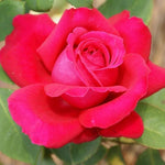 Rose Live Plant for Planting, Fragrant Rose Bush, 5-10” Tall, Ready to Grow Flowering Shrub for Outdoor Garden Beds and Containers (Red Rose)