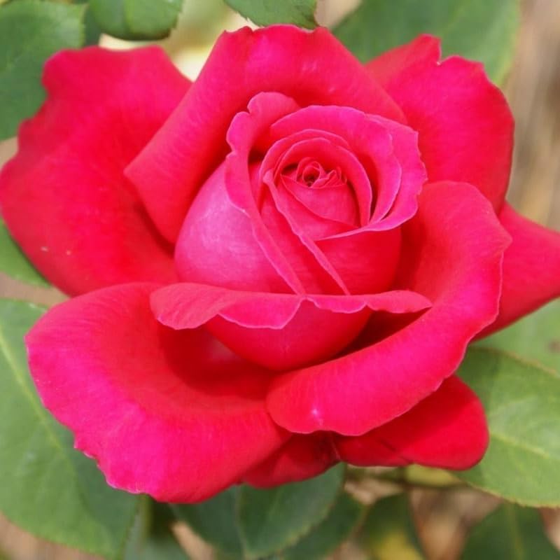 Rose Bush Live Plant for Gardening, Hardy Fragrant Rose Flower Plant, 5 to 10 Inch Tall, Ideal for Outdoor Planting (Red Rose)