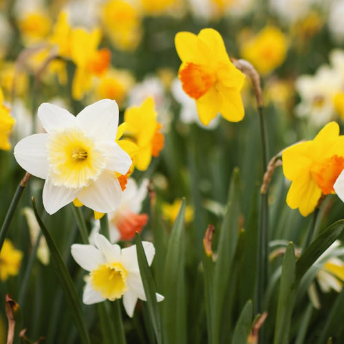 10 Mix Daffodil Bulbs for Spring Planting, Double Daffodils Bulbs for Planting, Flower Bulb Gardening Outdoor Indoor