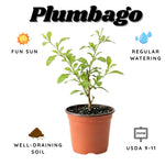 White Plumbago Live Plant, 4-6 Inches Tall in 4 Inch Pot, Plumbago Vine Plant for Planting, Vibrant Flowering Starter Plant