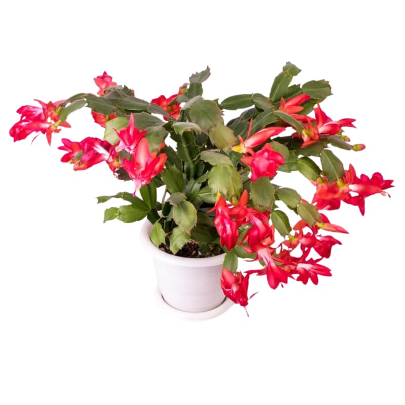 Red Christmas Cactus Plants Live in 4 Inch Pot, Perennial Christmas Thanksgiving Cactus Plants Potted, Vibrant Flower Holiday Houseplant Indoors Outdoors