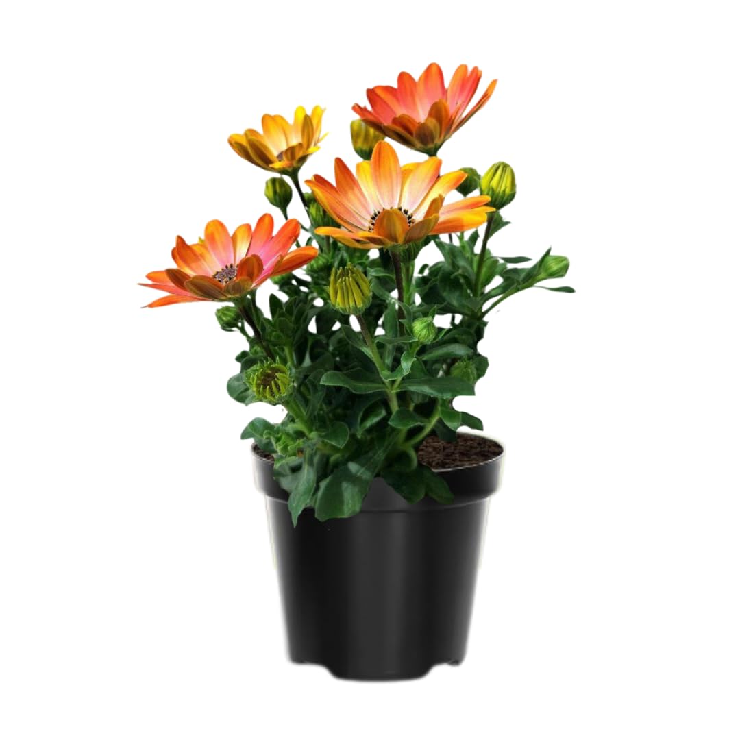 Osteospermum Flower Plants Live, Orange Daisy Plant 4 Inc Potted, 4 Small Plant, Osteospermum Plants Live Pot, Perennial Flower Garden