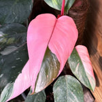 Rare Variegated Pink Philodendron Plant Live Indoor, 5-9" No Pot, Tropical House Plant for Indoor, 5-9" No Pot Home Décor Houseplants