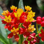 2 Tropical Milkweed Plants Live, Tropical Butterfly Milkweed 4-8 Inches, Perennial Milkweeds Flowers Well Rooted Container or Outdoor Growing