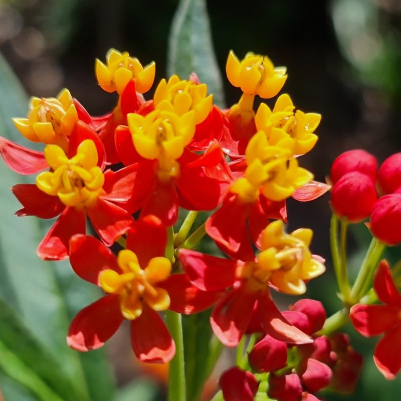 2 Tropical Milkweed Plants Live, Tropical Butterfly Milkweed 4-8 Inches, Perennial Milkweeds Flowers Well Rooted Container or Outdoor Growing