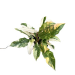Philodendron Plant Live, Variegated Philodendron, Tropical Houseplant Well Rooted 4-8 Inches (Fire)