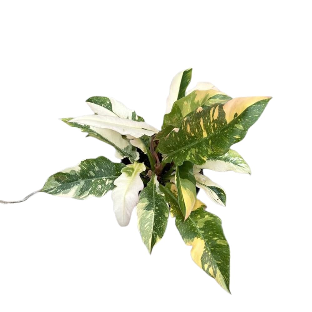 Philodendron Plant Live, Variegated Philodendron, Tropical Houseplant Well Rooted 4-8 Inches (Fire)
