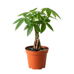 Money Tree Plant Live, Potted Money Tree, 6-10 Inc Tall, Easy Care Indoor Houseplant for Home, Office Display