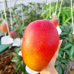 Glenn Mango Tree Live Plant Grafted, 14 to 18 Inches Tall in Pot, Ready to Bear Fruit in 1 Year, Sweet Mango Tree for Planting