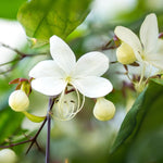 Clerodendrum Wallichii Plant, Chains of Glory Vine Light Bulbs, Clerodendrum Smithianum 4-9 Inch Tall