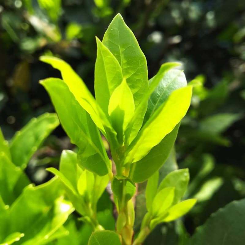 Laurus Nobilis Bay Laurel Tree Live Plant, 5 to 7 Inches Long, Sweet Bay Leaf Plant Live for Gardening