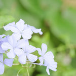 White Plumbago Live Plant, 4-6 Inches Tall in 4 Inch Pot, Plumbago Vine Plant for Planting, Vibrant Flowering Starter Plant