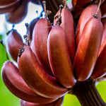 Red Banana Tree Live Plant, Edible Fruit, 4-6" Tall