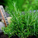 Set 2 Pots Rosemary Plants Live, 4 Inch Pot, 6 to 8 Inches Tall Live Rosemary Plants in Pot, Hardy Perennial Herb, 2 Plants per Pot