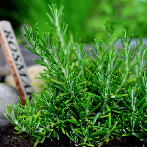 Set 2 Pots Rosemary Plants Live, 4 Inch Pot, 6 to 8 Inches Tall Live Rosemary Plants in Pot, Hardy Perennial Herb, 2 Plants per Pot