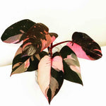 Pink Variegated Philodendron Plants Live, Rare Colors, No Pot, Random, Easy Care, Indoor Plant Houseplants Home Decor, 5-9" in Tall
