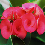 Red Crown of Thorns Plant Live, 4 Inc Potted, Euphorbia Milii Tree Live Plant, House Plant Live Gardening Planting