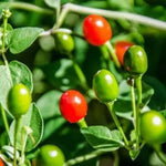 Chiltepin Pepper Plants Live for Planting, in 4" Pot, Hot Chili Pepper for Indoor and Outdoor Growing, Vegetable Home Garden