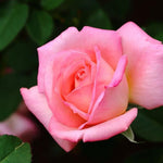 Rose Bush Live Plant for Gardening, Hardy Fragrant Rose Flower Plant, 5 to 10 Inch Tall, Ideal for Outdoor Planting (Rare Pink Rose)