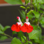 Hot Lips Salvia Plants, Fragrant Salvia Sage Plant in 4 Inch Pot, Perennial White Red Flower Plant, 4-8" Tall Plants