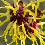 Yellow Witch Hazel Bush Shrub Plant, 1 Year Old Witch-Hazel Tree Live Plant, 6-12 Inches Tall Ready to Plant Outdoor, Dormant