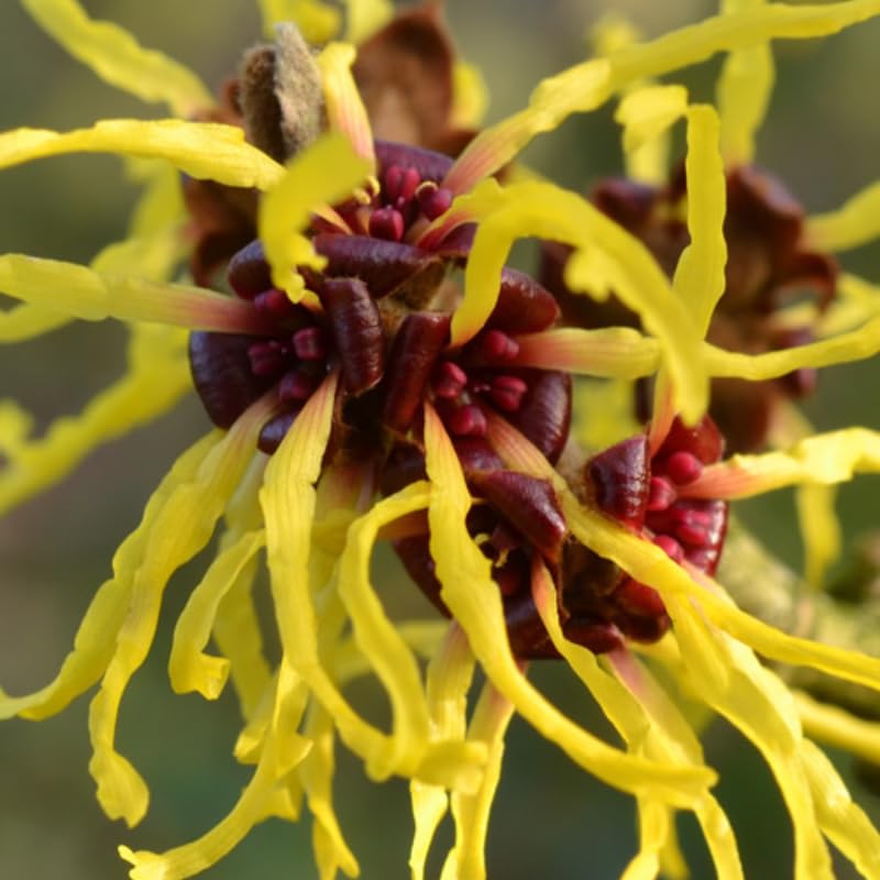 Yellow Witch Hazel Bush Shrub Plant, 1 Year Old Witch-Hazel Tree Live Plant, 6-12 Inches Tall Ready to Plant Outdoor, Dormant